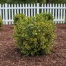 Buxus microphylla Golden Triumph Littleleaf Boxwood