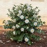 Camellia Japonica Queen Bessie Camellia