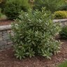 Aucuba Japonica Variegata Nana Dwarf Variegated Spotted Laurel
