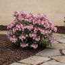 Kalmia Latifolia Tiddlywinks Mountain Laurel