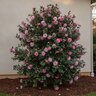 Camellia Sasanqua Dream Weaver Camellia