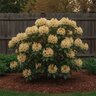 Rhododendron X Hotei Rhododendron