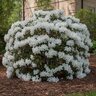 Rhododendron X Hardy Gardenia Linwood Azalea