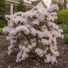 Rhododendron X Dorothy Hayden Azalea