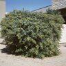 Acacia Redolens Spreading Acacia