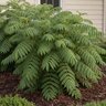 Melianthus Major Honey Bush