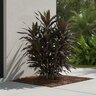 Cordyline Fruticosa Black Magic Ti Plant