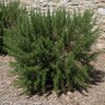 Rosmarinus Officinalis Roman Beauty Chefs Choice Rosemary