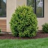 Cryptomeria Japonica Golden Promise Japanese Cedar