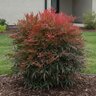 Nandina Domestica Tuscan Flame Heavenly Bamboo