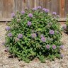 Monardella Villosa ssp. Franciscana Russian River Coyote Mint
