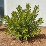 Leucadendron Safari Goldstrike Yellow Conebush