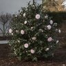 Camellia Japonica Nuccios Pearl Camellia