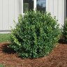 Ilex Glabra Nordic Inkberry Holly