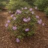 Rhododendron X Koromo Shikibu Azalea