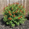 Mimulus Aurantiacus Jelly Bean Fiesta Marigold Monkey Flower