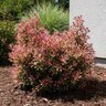 Osmanthus Heterophyllus Party Lights False Holly