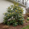 Mahonia X Media Marvel Mahonia