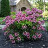 Kalmia Latifolia Yankee Doodle Mountain Laurel