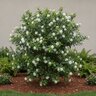 Jasminum Sambac Grand Duke Arabian Jasmine