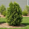 Thuja Occidentalis Tall Guy Arborvitae