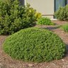 Pinus Mugo TRUDwarf Pesto Swiss Mountain Pine