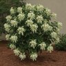 Mussaenda Philippica Dona Aurora White Bangkok Rose