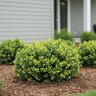 Ilex Crenata Golden Helleri Japanese Holly