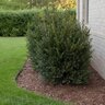 Buxus sempervirens Schmidt Boxwood