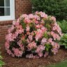 Rhododendron X Frank Arsen Azalea