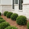 Buxus microphylla Green Pillow Littleleaf Boxwood