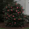 Camellia Japonica Coral Delight Camellia