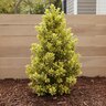 Ilex X Golden Oakland Holly