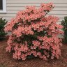 Rhododendron X Wakaebisu Azalea