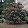 Kalmia Latifolia Keepsake Mountain Laurel