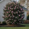Camellia Japonica Jordans Pride Camellia