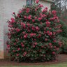 Camellia Japonica Lady Clare Camellia