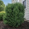 Buxus sempervirens Arctic Emerald Boxwood