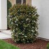 Eugenia Myrtilfolia Monterey Bay Brush Cherry