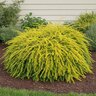 Lonicera Nitida Golden Glow Thunderbolt Box Honeysuckle