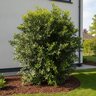 Prunus Lusitanica Portugese Laurel
