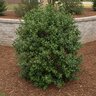 Camellia Sasanqua Daydream Believer Camellia