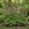 Aquilegia X Songbird Mixture Columbine
