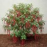 Acalypha Hispida Red Hot Cats Tail Chenille Plant