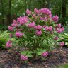 Kalmia angustifolia Sheep Laurel