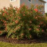 Calliandra haematocephala Nana Red Powderpuff