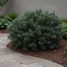 Sarcococca Hookeriana Sweet Box