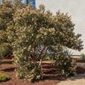 Arctostaphylos Edmunsii Manzanita