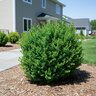 Buxus microphylla Little Missy Littleleaf Boxwood