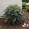 Mahonia Confusa Indigo Flair Mahonia